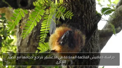دراسة: خفافيش الفاكهة العملاقة في مدغشقر تتراجع أحجامها مع الصيد التجاري