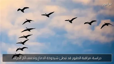 دراسة: مراقبة الطيور قد تبطئ شيخوخة الدماغ وتخفف آثار الخرف