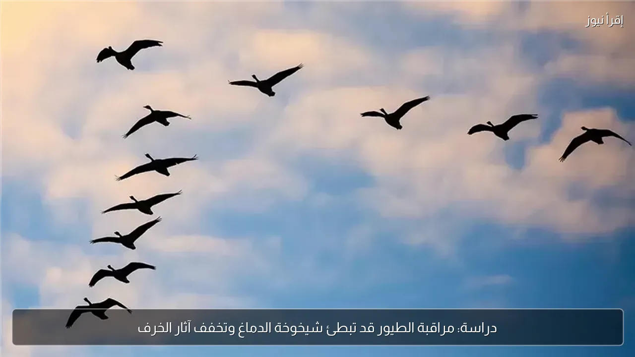 دراسة: مراقبة الطيور قد تبطئ شيخوخة الدماغ وتخفف آثار الخرف