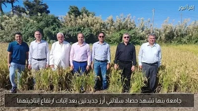 جامعة بنها تشهد حصاد سلالتي أرز جديدتين بعد إثبات ارتفاع إنتاجيتهما