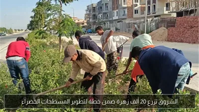الشروق تزرع 20 ألف زهرة ضمن خطة لتطوير المسطحات الخضراء