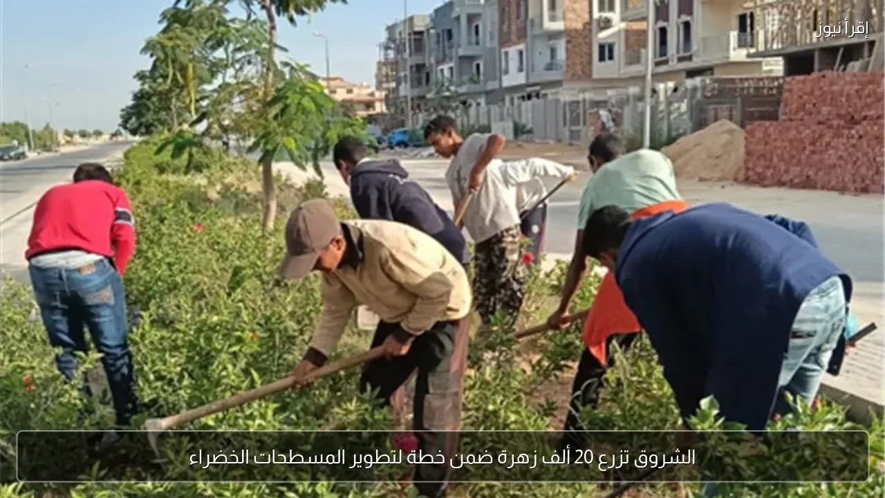 الشروق تزرع 20 ألف زهرة ضمن خطة لتطوير المسطحات الخضراء