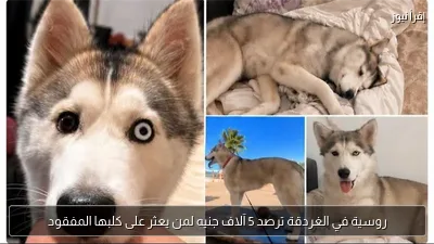 روسية في الغردقة ترصد 5 آلاف جنيه لمن يعثر على كلبها المفقود