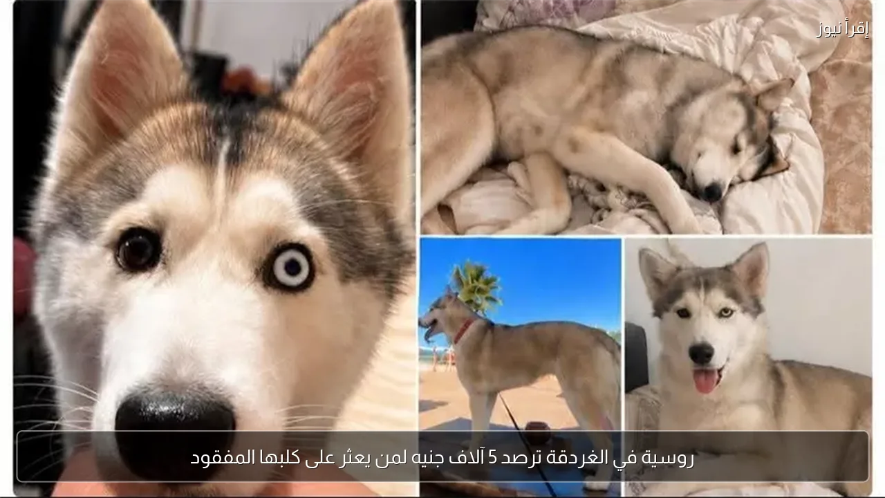 روسية في الغردقة ترصد 5 آلاف جنيه لمن يعثر على كلبها المفقود