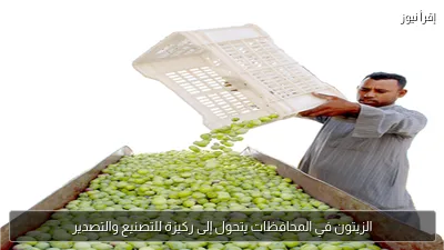 الزيتون في المحافظات يتحول إلى ركيزة للتصنيع والتصدير