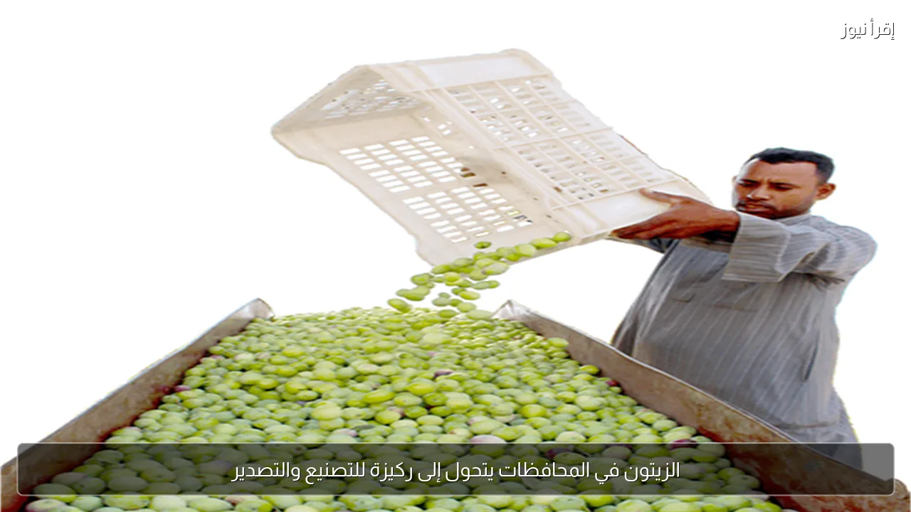 الزيتون في المحافظات يتحول إلى ركيزة للتصنيع والتصدير
