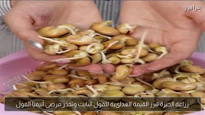 زراعة الجيزة تبرز القيمة الغذائية للفول النابت وتحذر مرضى أنيميا الفول