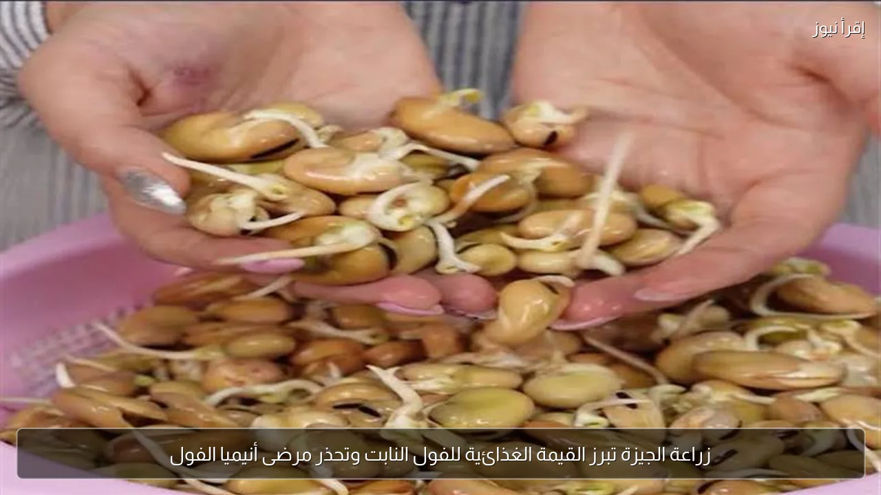زراعة الجيزة تبرز القيمة الغذائية للفول النابت وتحذر مرضى أنيميا الفول