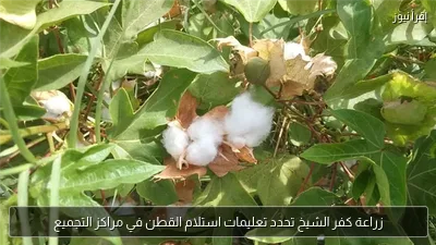 زراعة كفر الشيخ تحدد تعليمات استلام القطن في مراكز التجميع