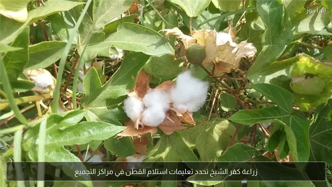 زراعة كفر الشيخ تحدد تعليمات استلام القطن في مراكز التجميع