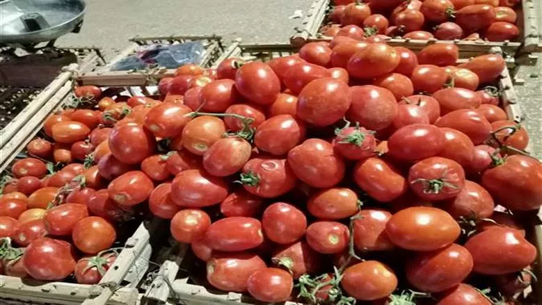 سعر الطماطم في سوق العبور اليوم