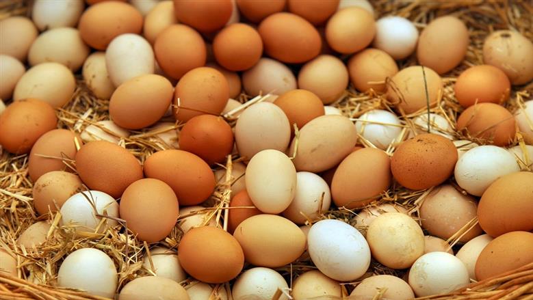 سعر كرتونة البيض اليوم