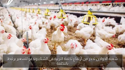 شعبة الدواجن تحذر من ارتفاع تكلفة التربية في الشتاء وتدعو لتسعير يرتبط بالتكلفة