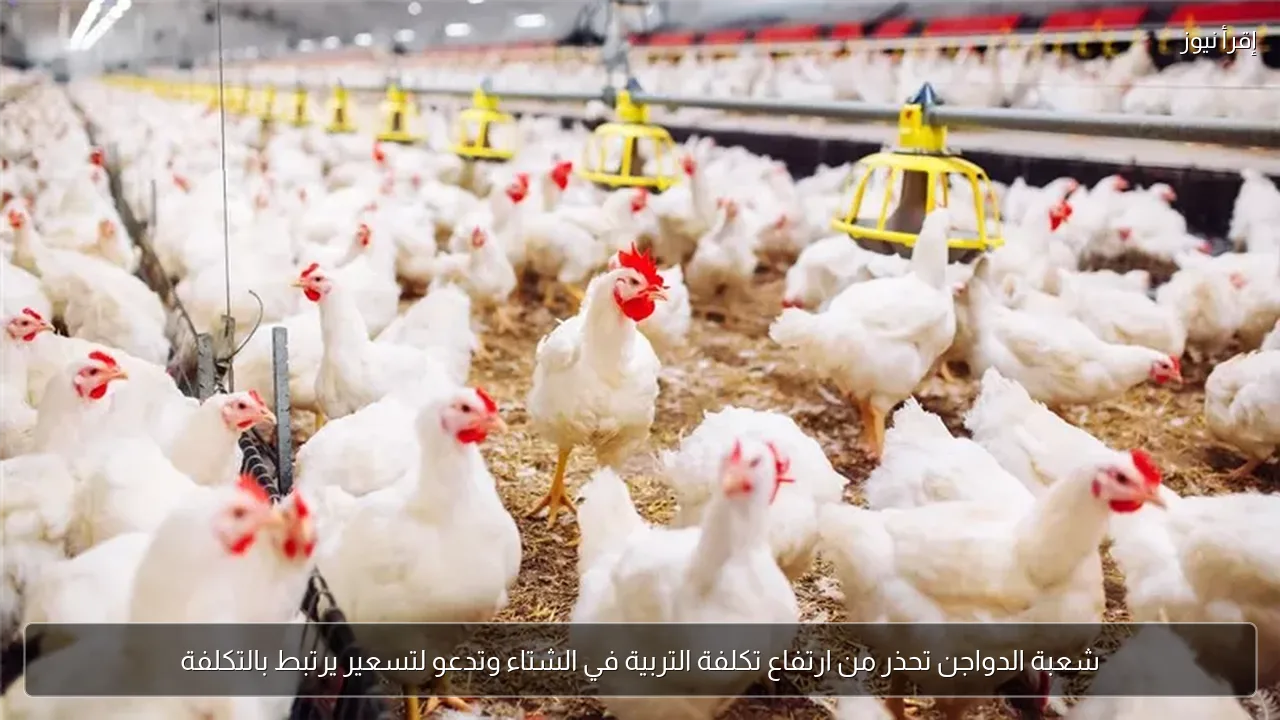 شعبة الدواجن تحذر من ارتفاع تكلفة التربية في الشتاء وتدعو لتسعير يرتبط بالتكلفة