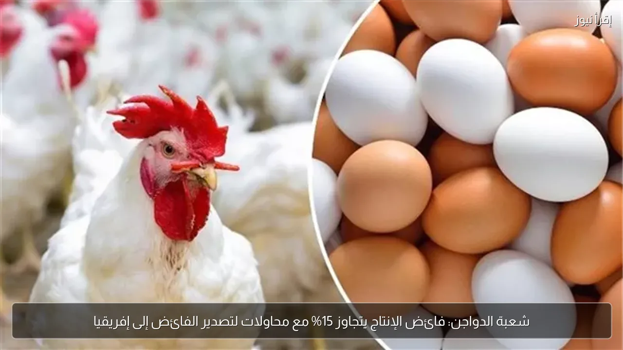 شعبة الدواجن: فائض الإنتاج يتجاوز 15% مع محاولات لتصدير الفائض إلى إفريقيا