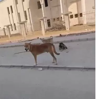 الكلاب الضالة