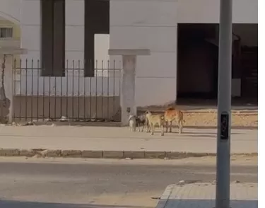 الكلاب الضالة
