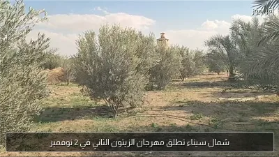 شمال سيناء تطلق مهرجان الزيتون الثاني في 2 نوفمبر