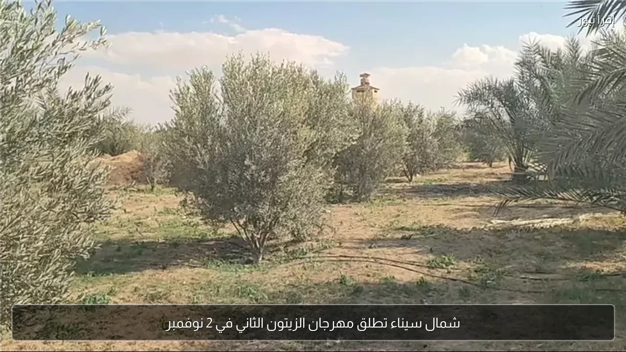 شمال سيناء تطلق مهرجان الزيتون الثاني في 2 نوفمبر