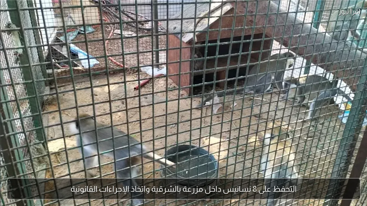التحفظ على 8 نسانيس داخل مزرعة بالشرقية واتخاذ الإجراءات القانونية