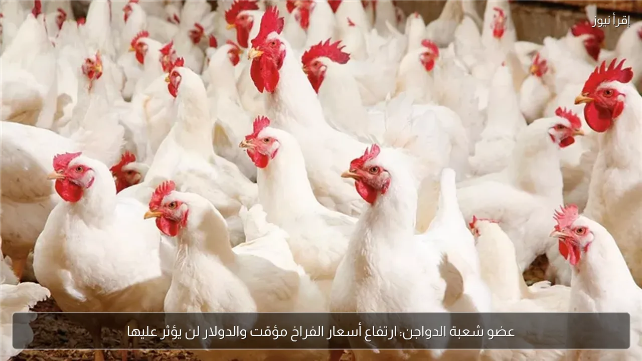 عضو شعبة الدواجن: ارتفاع أسعار الفراخ مؤقت والدولار لن يؤثر عليها