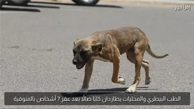 الطب البيطري والمحليات يطاردان كلبًا ضالًا بعد عقر 7 أشخاص بالمنوفية