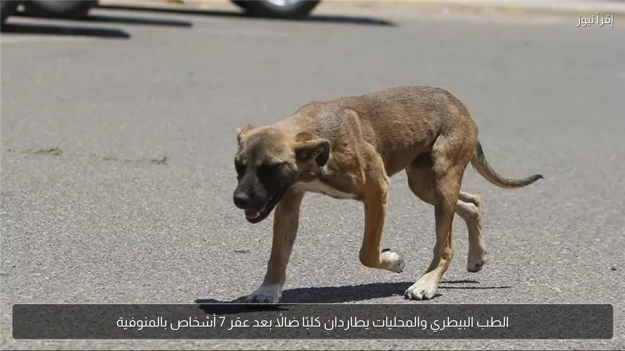 الطب البيطري والمحليات يطاردان كلبًا ضالًا بعد عقر 7 أشخاص بالمنوفية