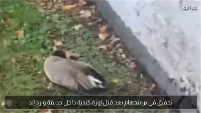 تحقيق في برمنجهام بعد قتل إوزة كندية داخل حديقة وارد إند