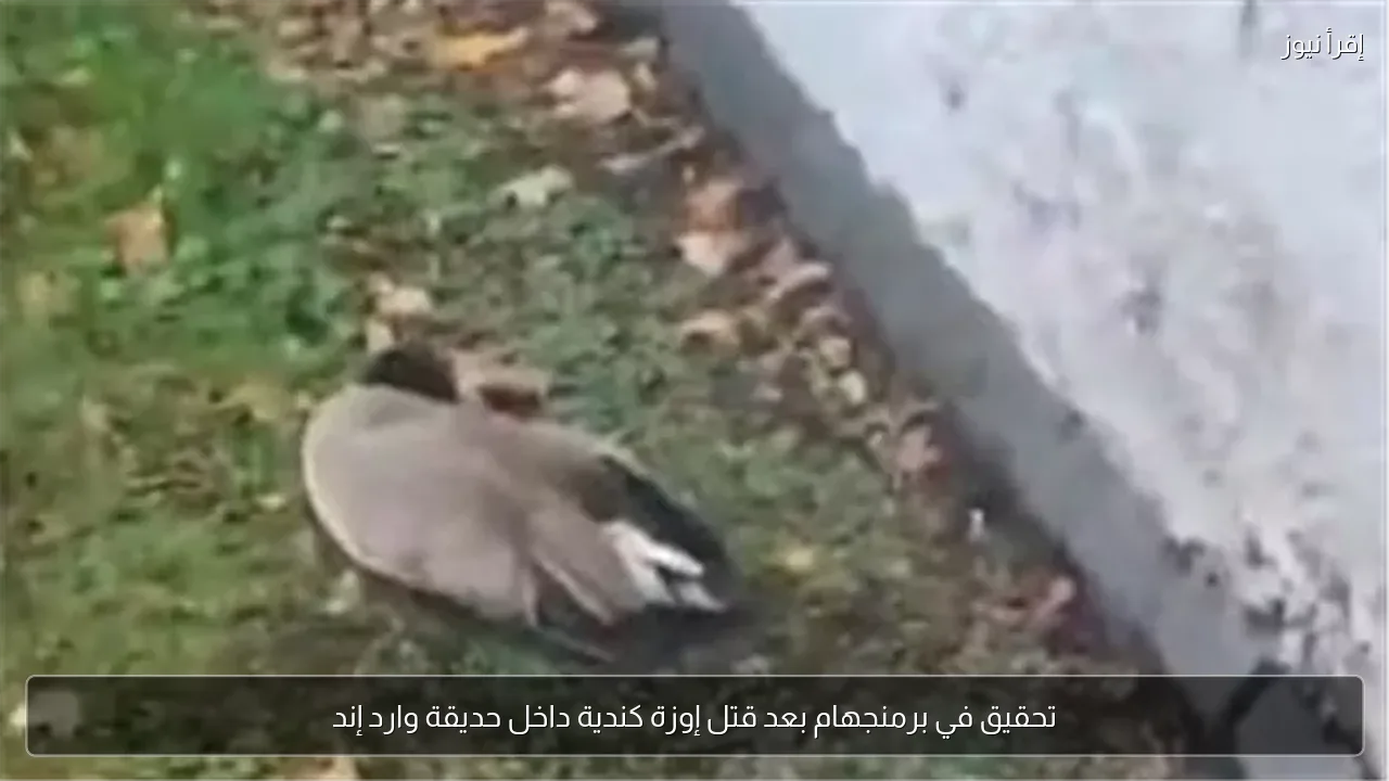 تحقيق في برمنجهام بعد قتل إوزة كندية داخل حديقة وارد إند