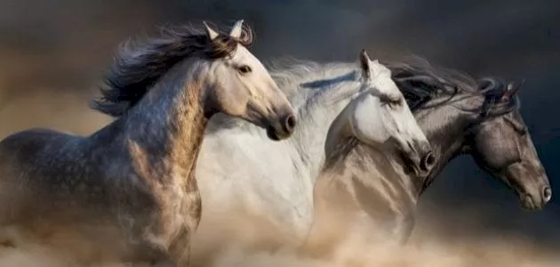 قصة الحصان الأعرج والسباق الكبير