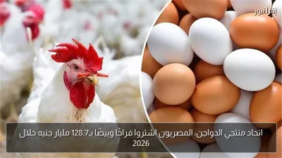 اتحاد منتجي الدواجن: المصريون اشتروا فراخًا وبيضًا بـ128.7 مليار جنيه خلال 2026