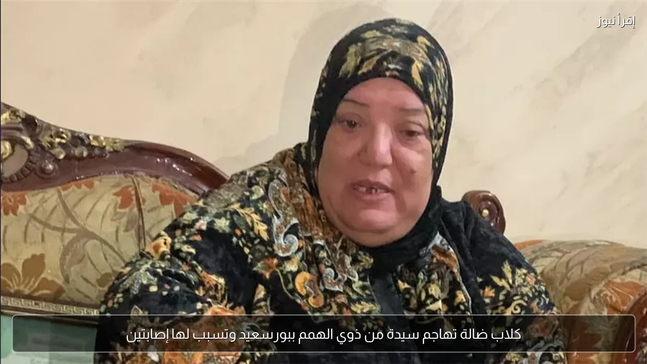كلاب ضالة تهاجم سيدة من ذوي الهمم ببورسعيد وتسبب لها إصابتين