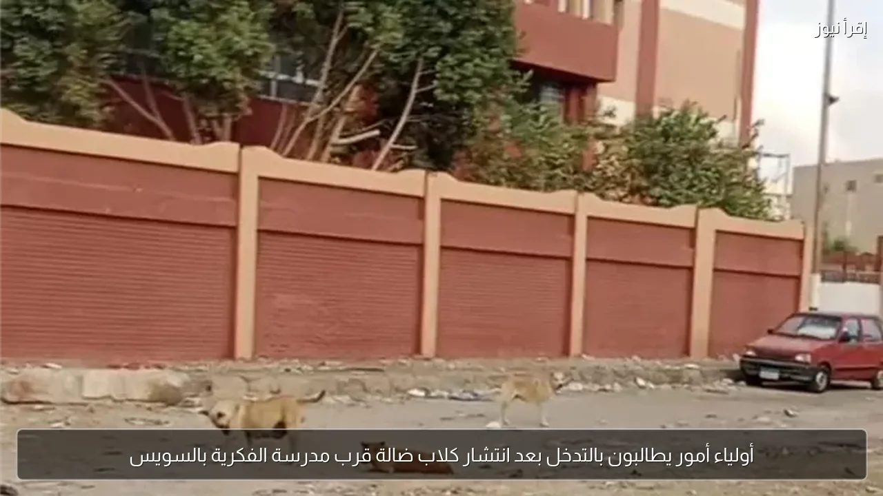 أولياء أمور يطالبون بالتدخل بعد انتشار كلاب ضالة قرب مدرسة الفكرية بالسويس