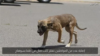 إصابة عدد من المواطنين بعقر كلب ضال في طما بسوهاج