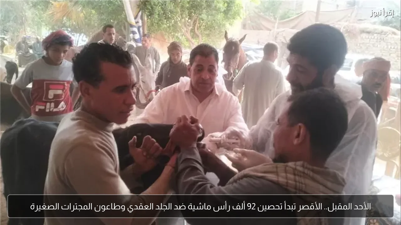 الأحد المقبل.. الأقصر تبدأ تحصين 92 ألف رأس ماشية ضد الجلد العقدي وطاعون المجترات الصغيرة