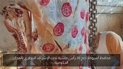 محافظ أسيوط: ذبح 26 رأس ماشية تحت الإشراف البيطري بالمجازر الحكومية