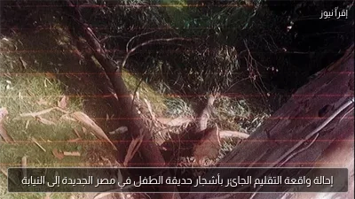 إحالة واقعة التقليم الجائر بأشجار حديقة الطفل في مصر الجديدة إلى النيابة