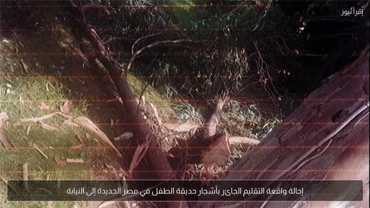 إحالة واقعة التقليم الجائر بأشجار حديقة الطفل في مصر الجديدة إلى النيابة