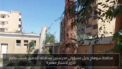 محافظ سوهاج يحيل مسؤولي مدرستين بساقلتة للتحقيق بسبب تقليم جائر لأشجار معمرة