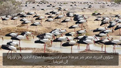 شؤون البيئة: مصر تمر عبرها 3 مسارات رئيسية لهجرة الطيور من أوروبا إلى أفريقيا