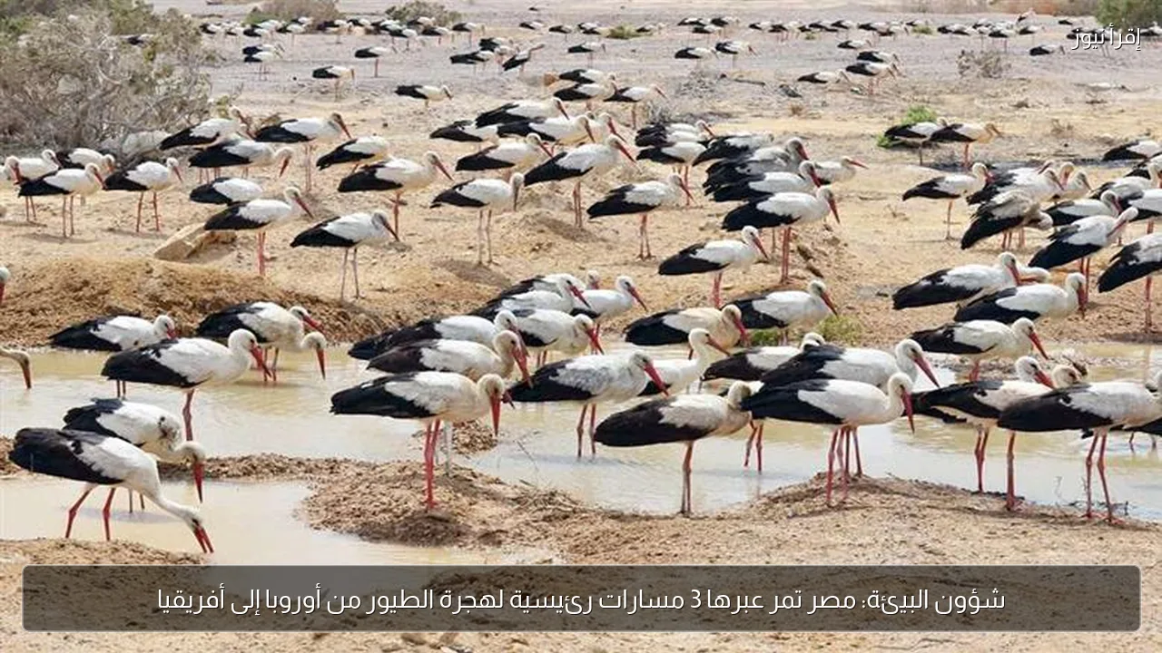 شؤون البيئة: مصر تمر عبرها 3 مسارات رئيسية لهجرة الطيور من أوروبا إلى أفريقيا