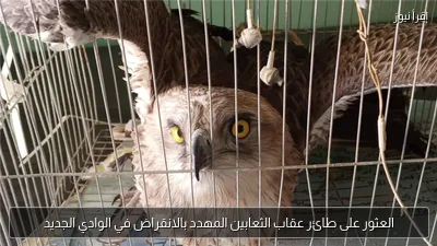 العثور على طائر عقاب الثعابين المهدد بالانقراض في الوادي الجديد