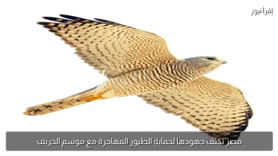 مصر تكثف جهودها لحماية الطيور المهاجرة مع موسم الخريف