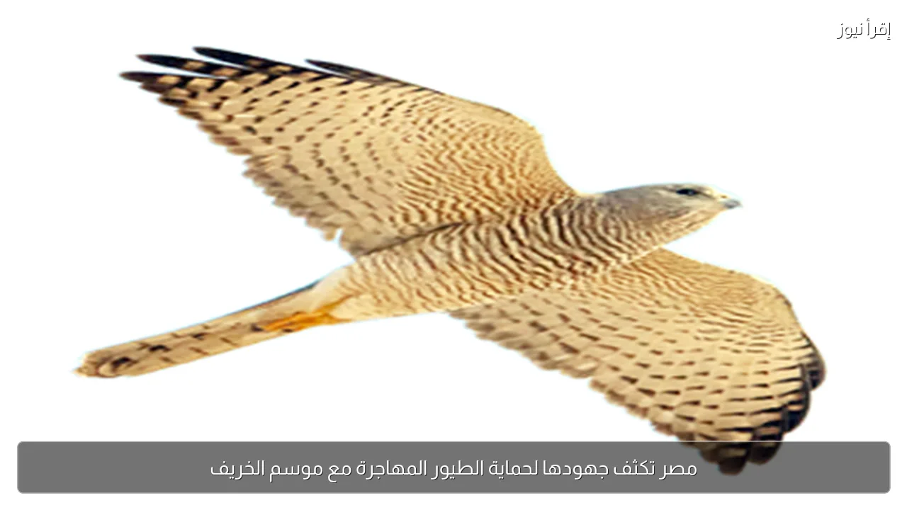 مصر تكثف جهودها لحماية الطيور المهاجرة مع موسم الخريف