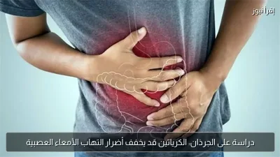 دراسة على الجرذان: الكرياتين قد يخفف أضرار التهاب الأمعاء العصبية