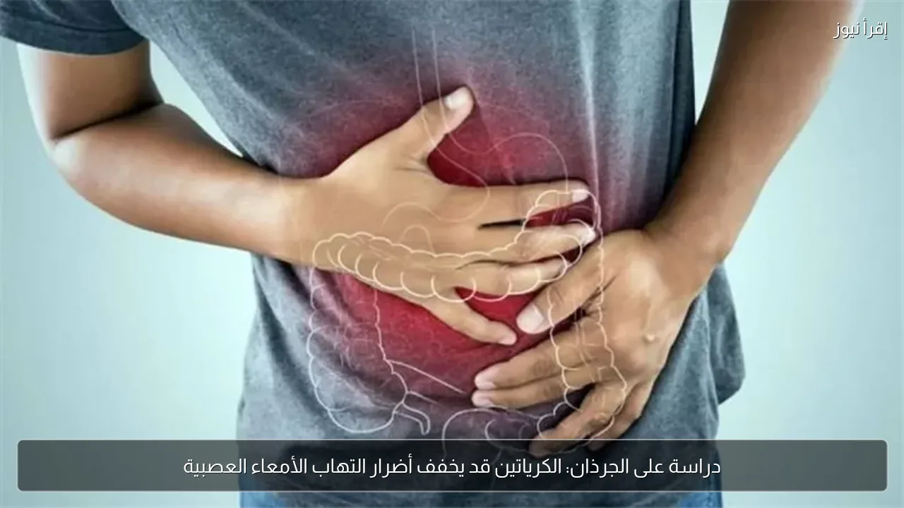 دراسة على الجرذان: الكرياتين قد يخفف أضرار التهاب الأمعاء العصبية
