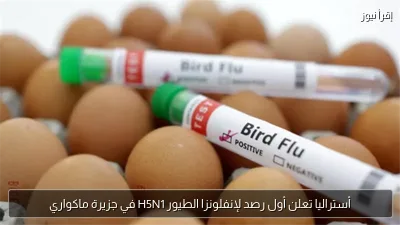 أستراليا تعلن أول رصد لإنفلونزا الطيور H5N1 في جزيرة ماكواري