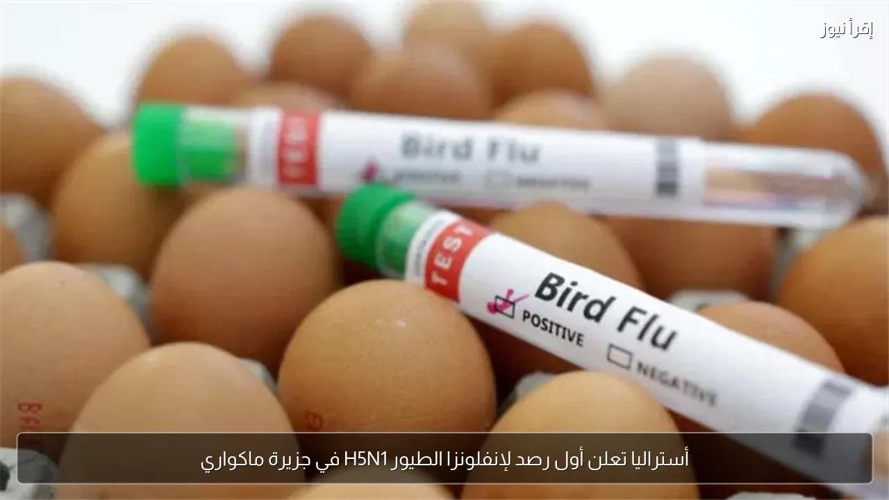 أستراليا تعلن أول رصد لإنفلونزا الطيور H5N1 في جزيرة ماكواري