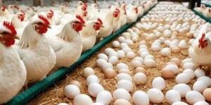 هبوط البيض والبانيه.. أسعار الفراخ اليوم الثلاثاء