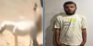 مريض نفسي.. الداخلية تكشف تفاصيل تعدي شخص على حمار بالضرب
